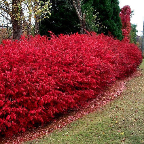 Dwarf Burning Bush