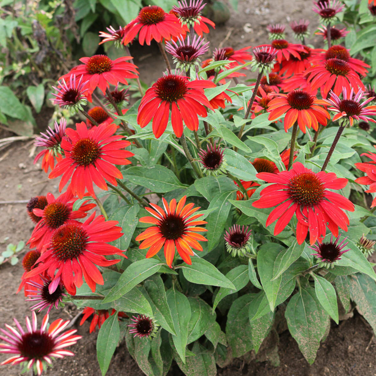 Echinacea ‘Sombrero Sangrita’
