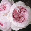 Earth Angel Parfuma Rose