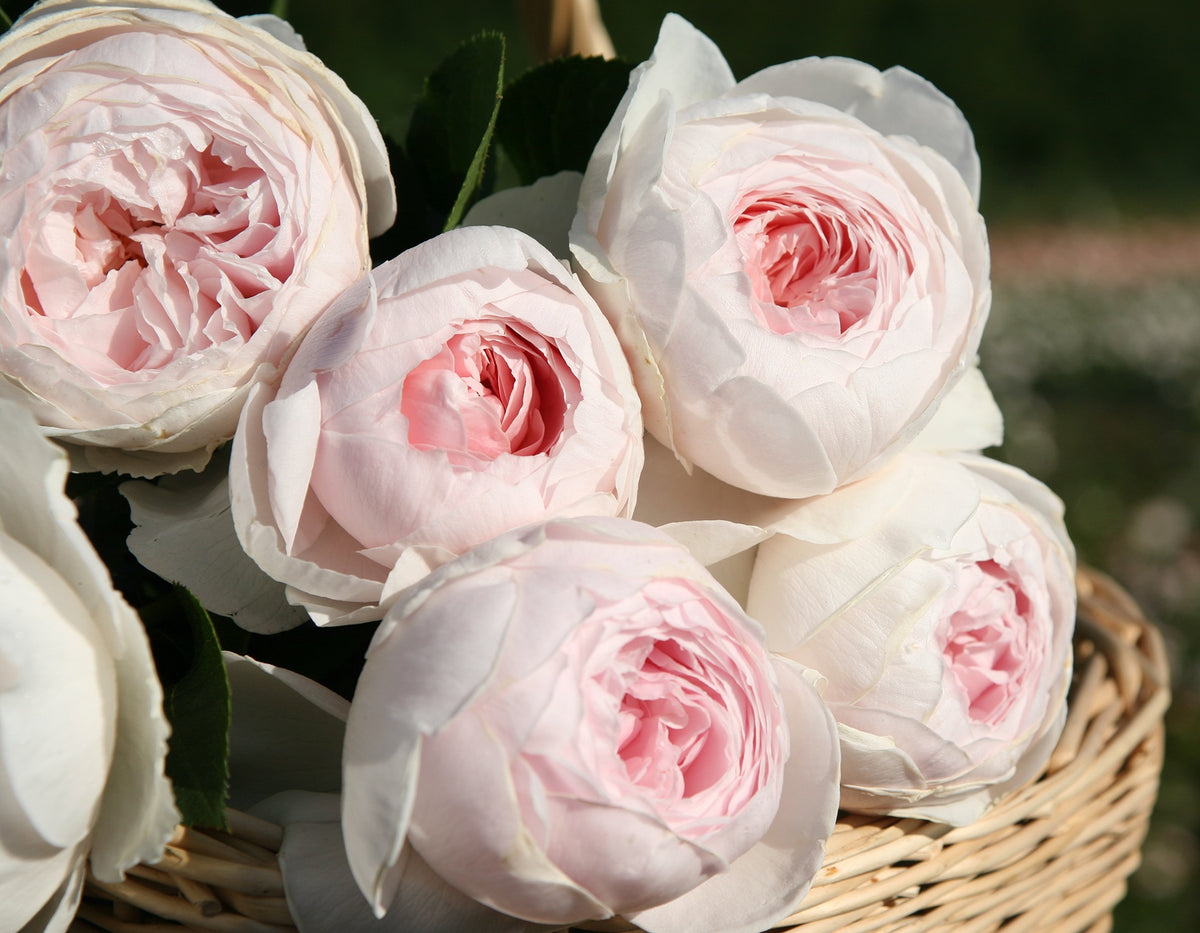 Earth Angel Parfuma Rose