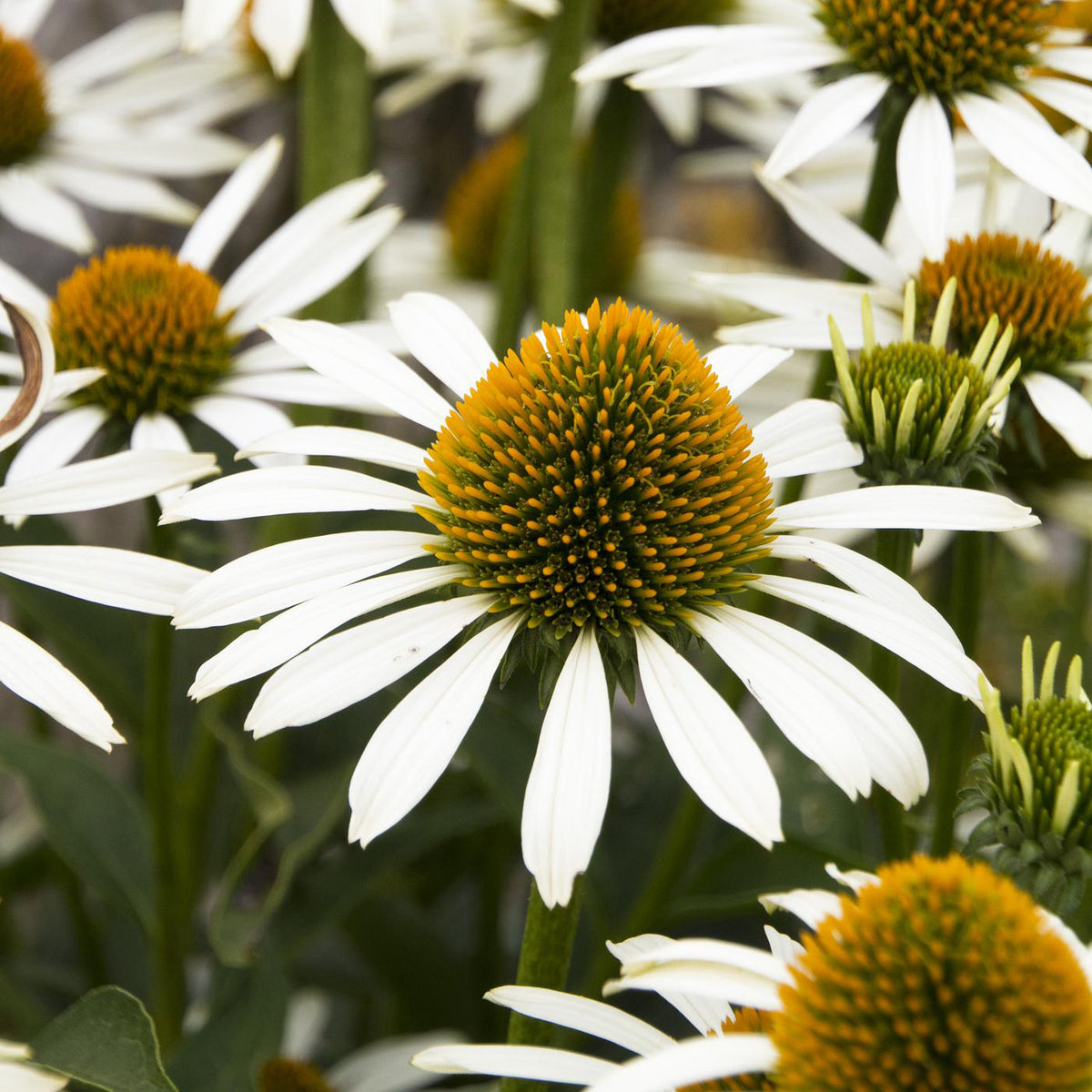 Echinacea ‘White Swan’