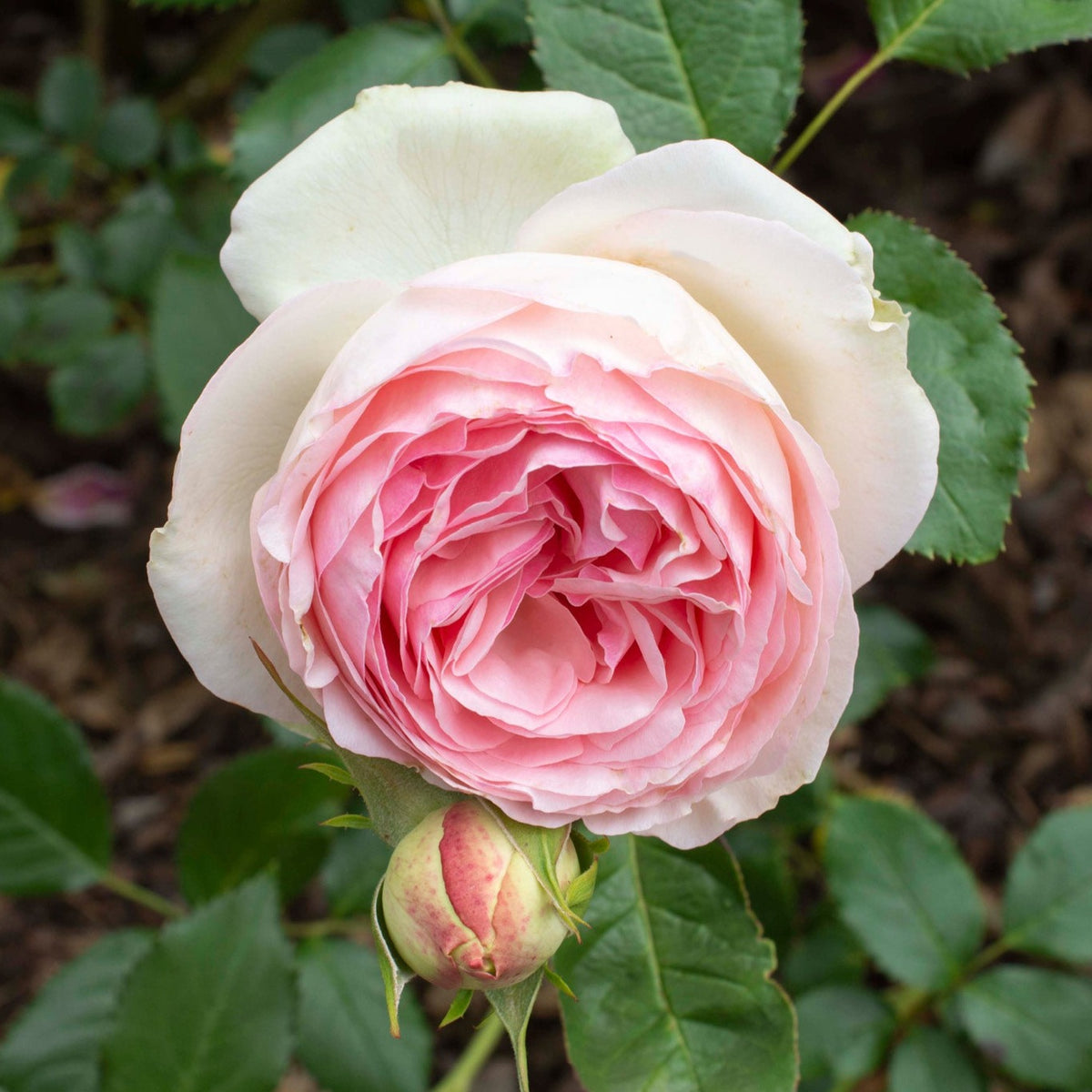 Eden Climber Rose