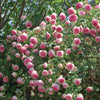 Eden Climber Rose
