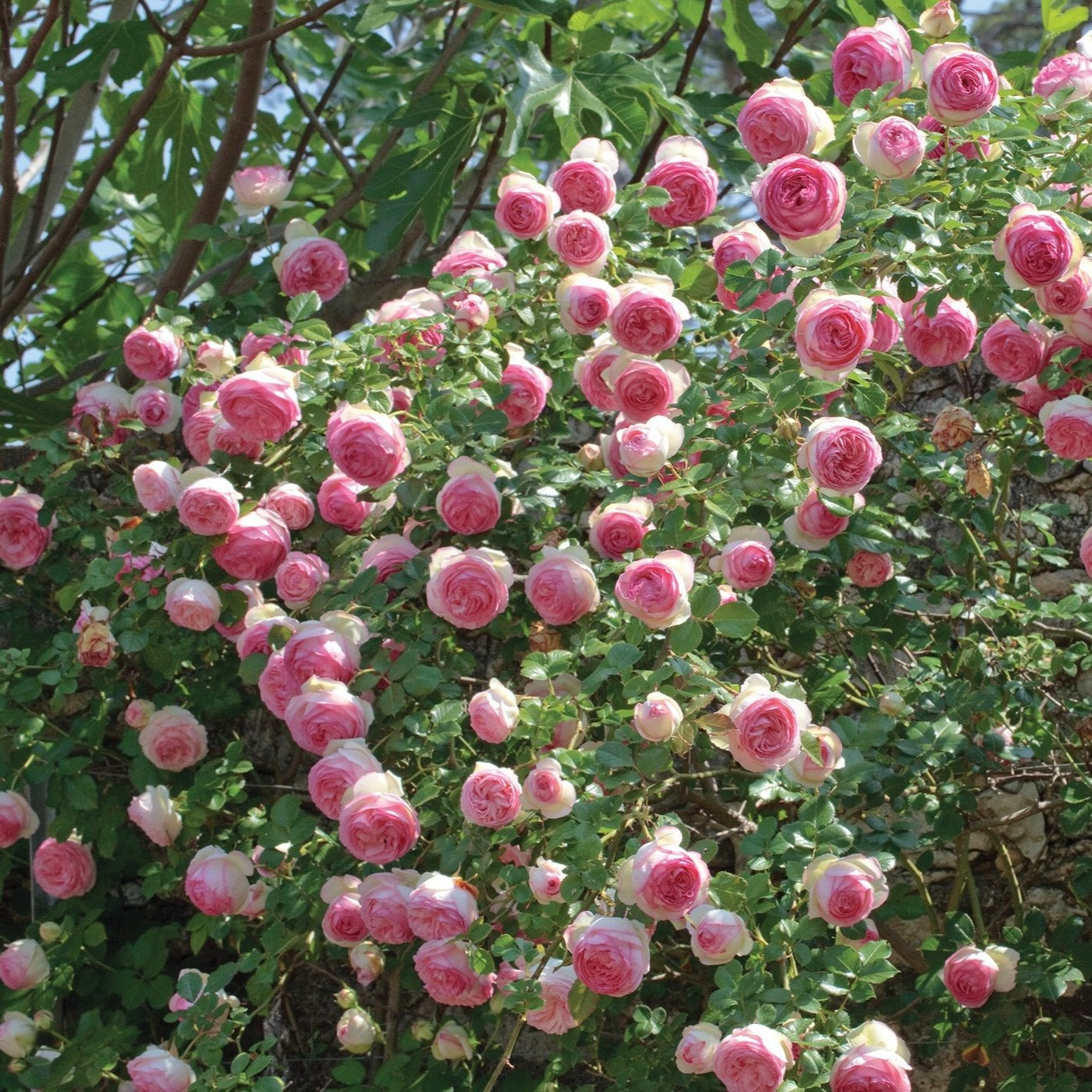 Eden Climber Rose