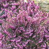 Heather 'Mediterranean Pink'