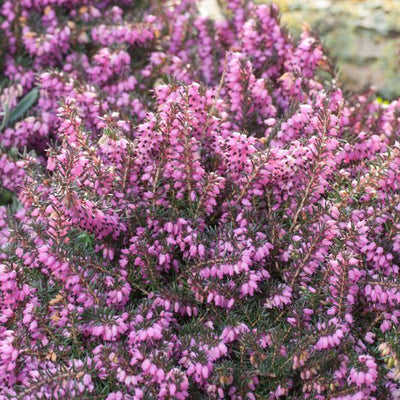 Heather 'Mediterranean Pink'