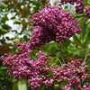 Lilac Glory