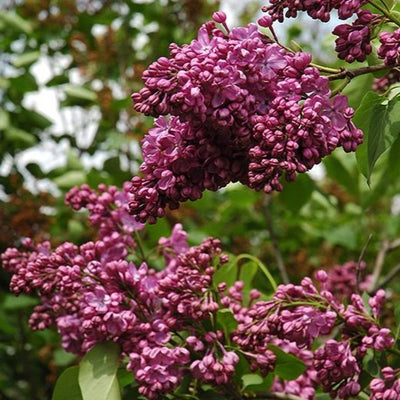 Lilac Glory