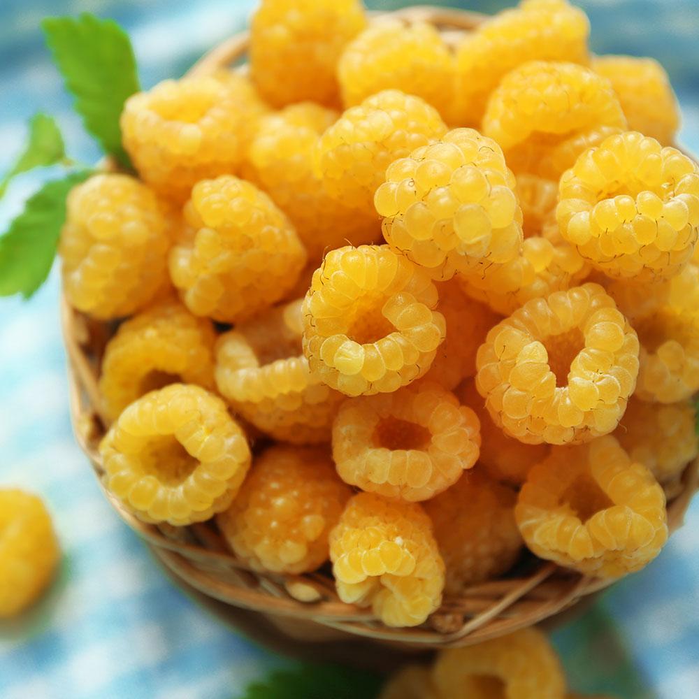 Fall Gold Raspberry