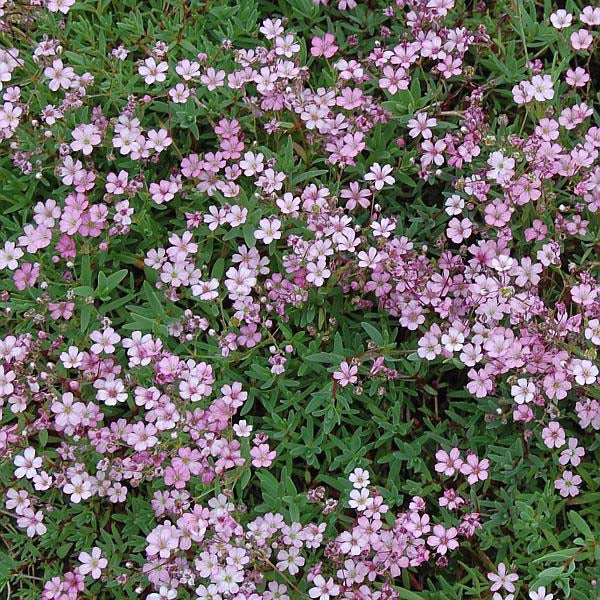 Pink Creeping Baby’s Breath
