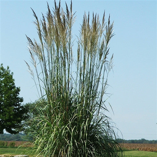 Hardy Pampas Grass