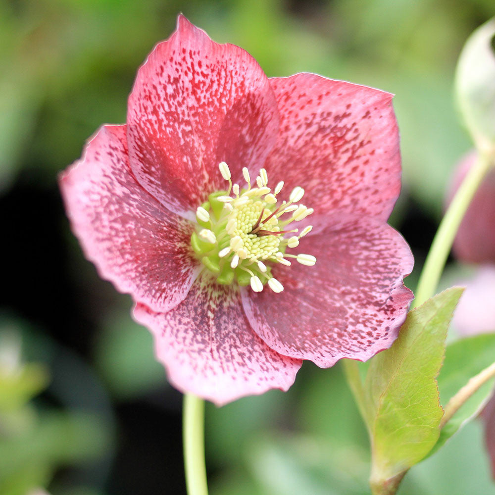 Lenten Rose &#39;Royal Heritage&#39;