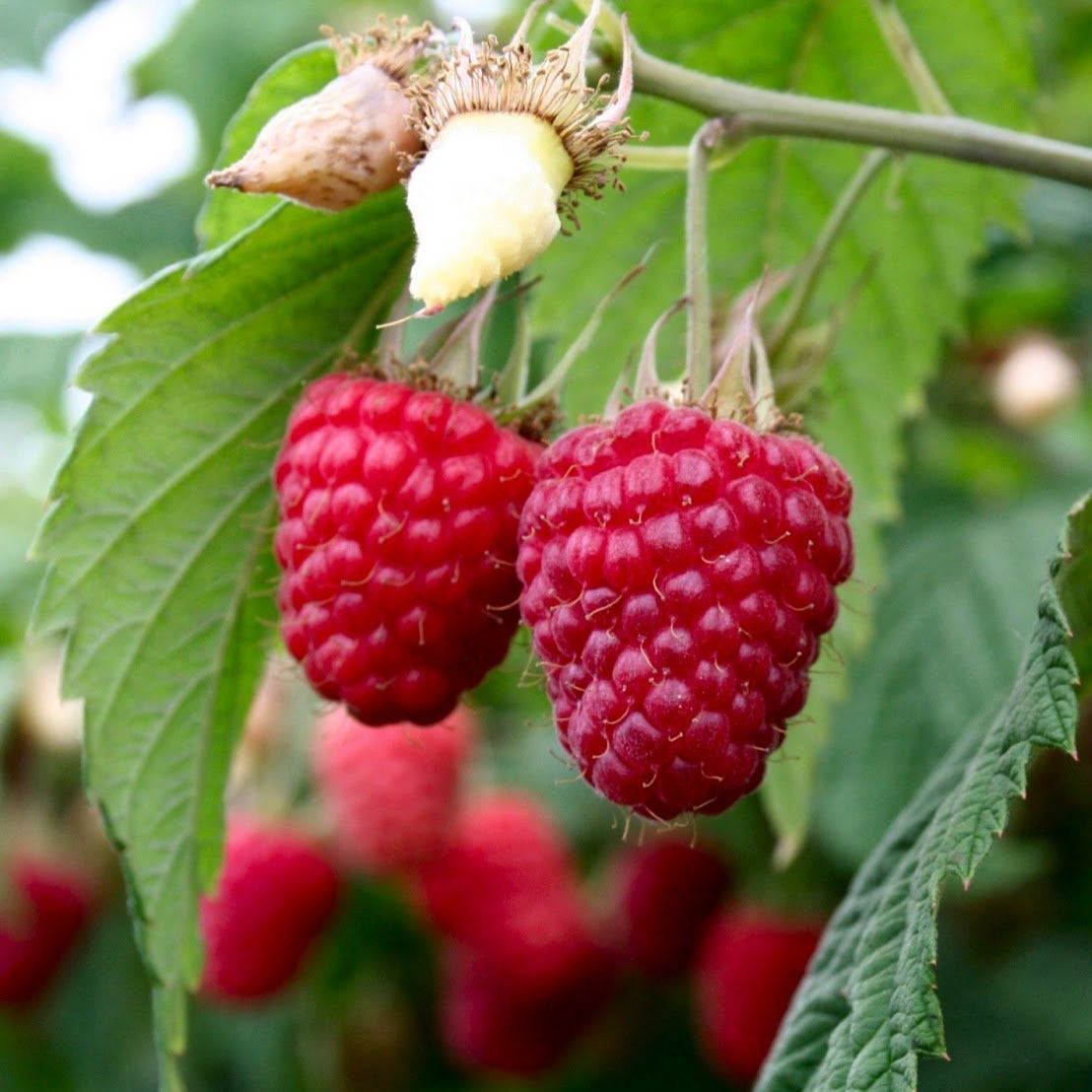 Raspberry Trees
