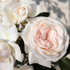 Arborrose Honeymoon Climbing Rose