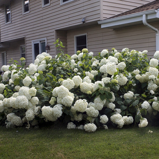 Annabelle Hydrangea