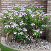 Bluebird Lacecap Hydrangea