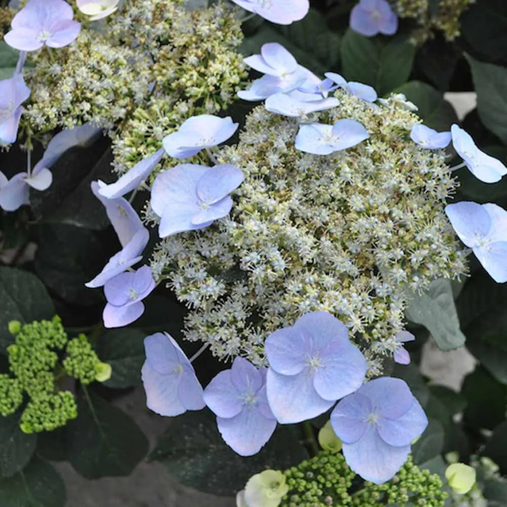 Hydrangea Game Changer Blue