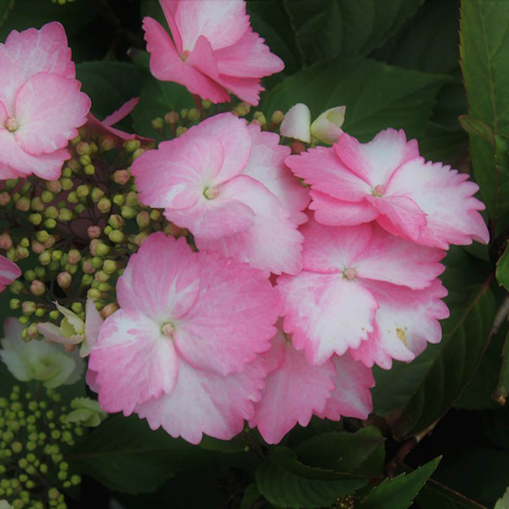 Hydrangea Game Changer Pink