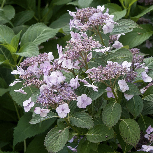 Blue Billow Hydrangea