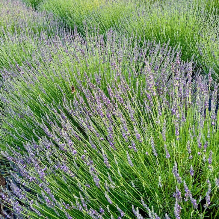 sensational lavender plant care Sensational!™ Lavender