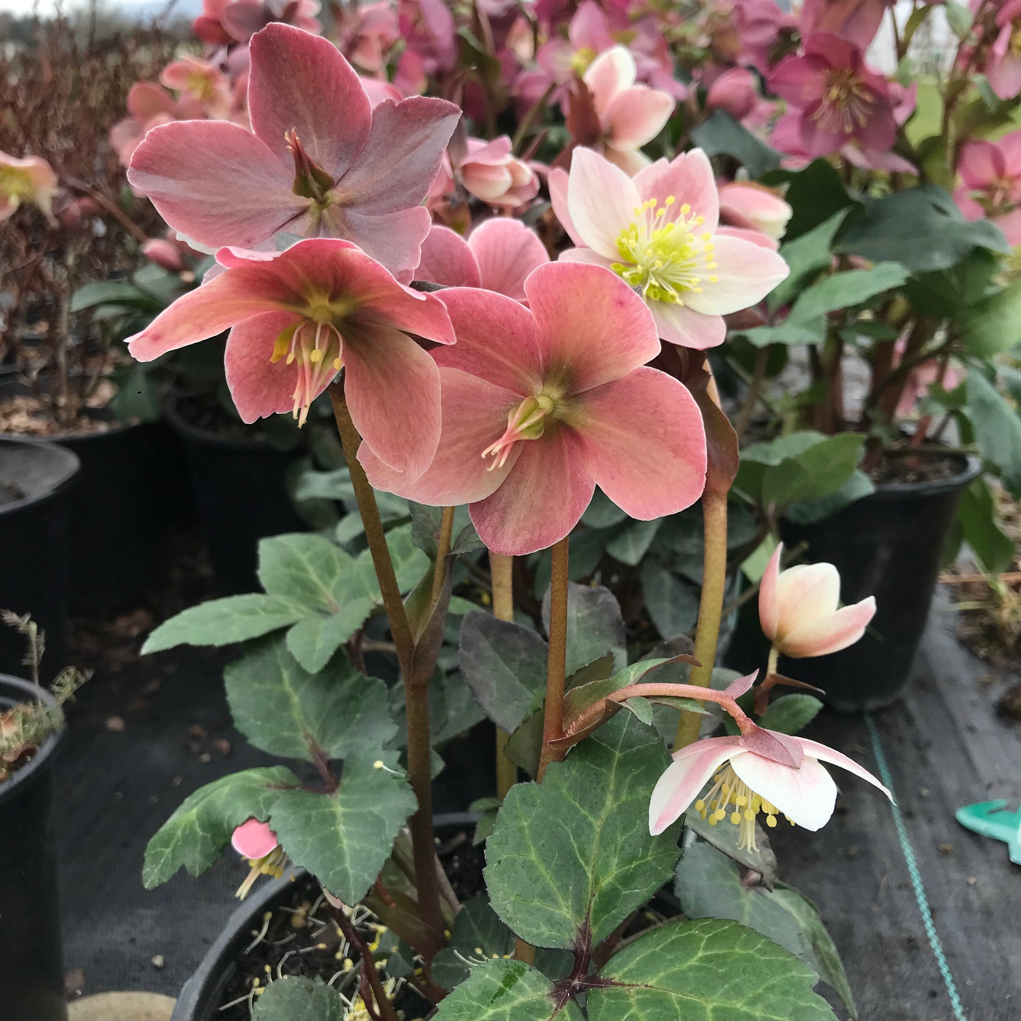 Hellebore Gold Collection® Merlin