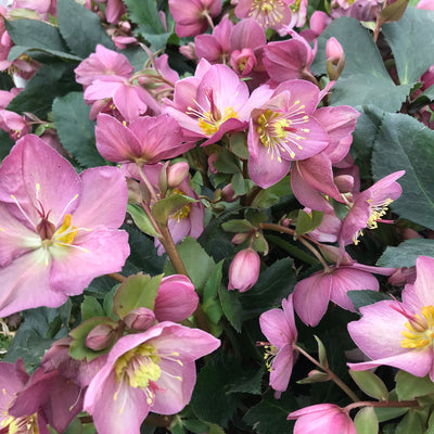 Ice N' Roses® Rose Hellebore