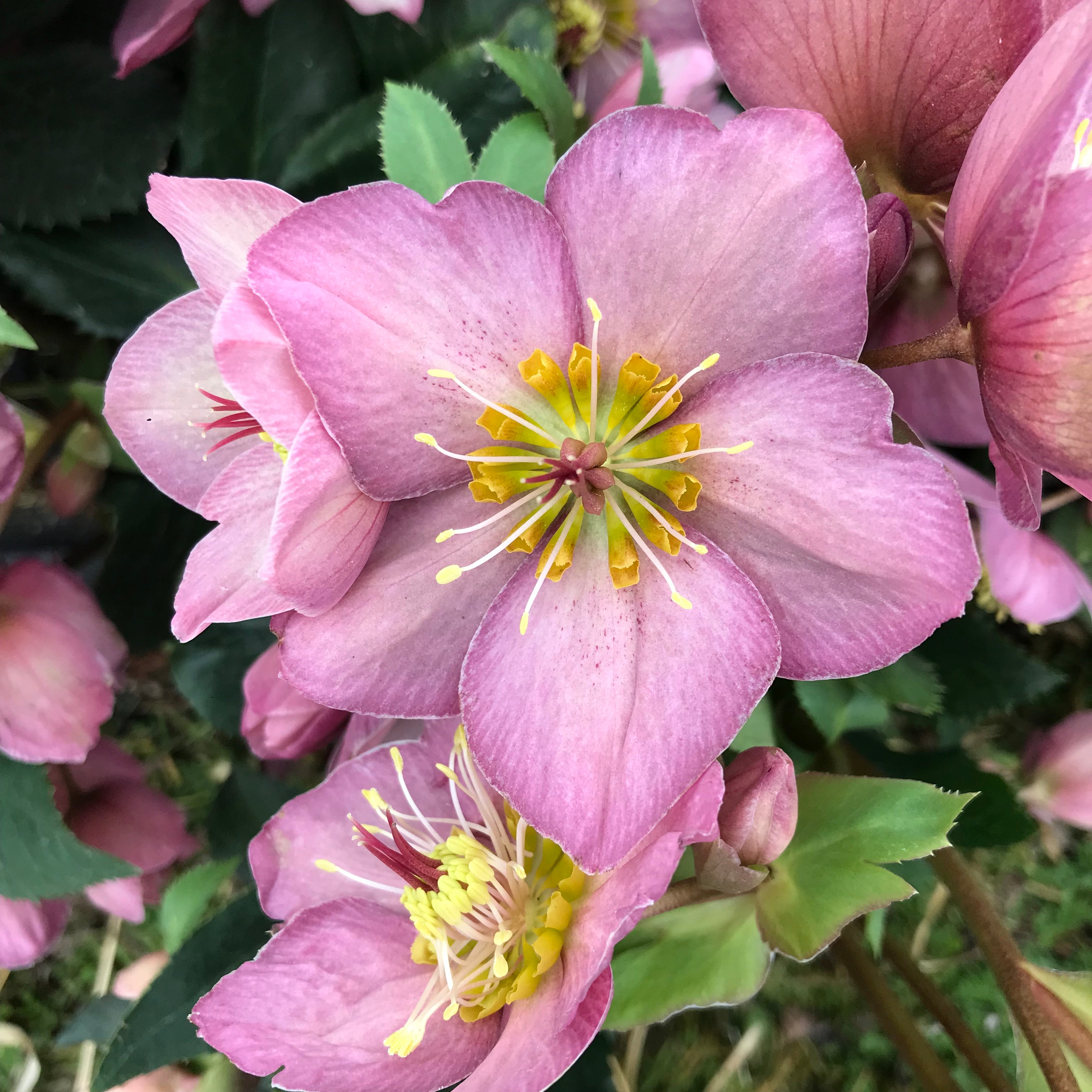 Ice N' Roses® Rose Hellebore