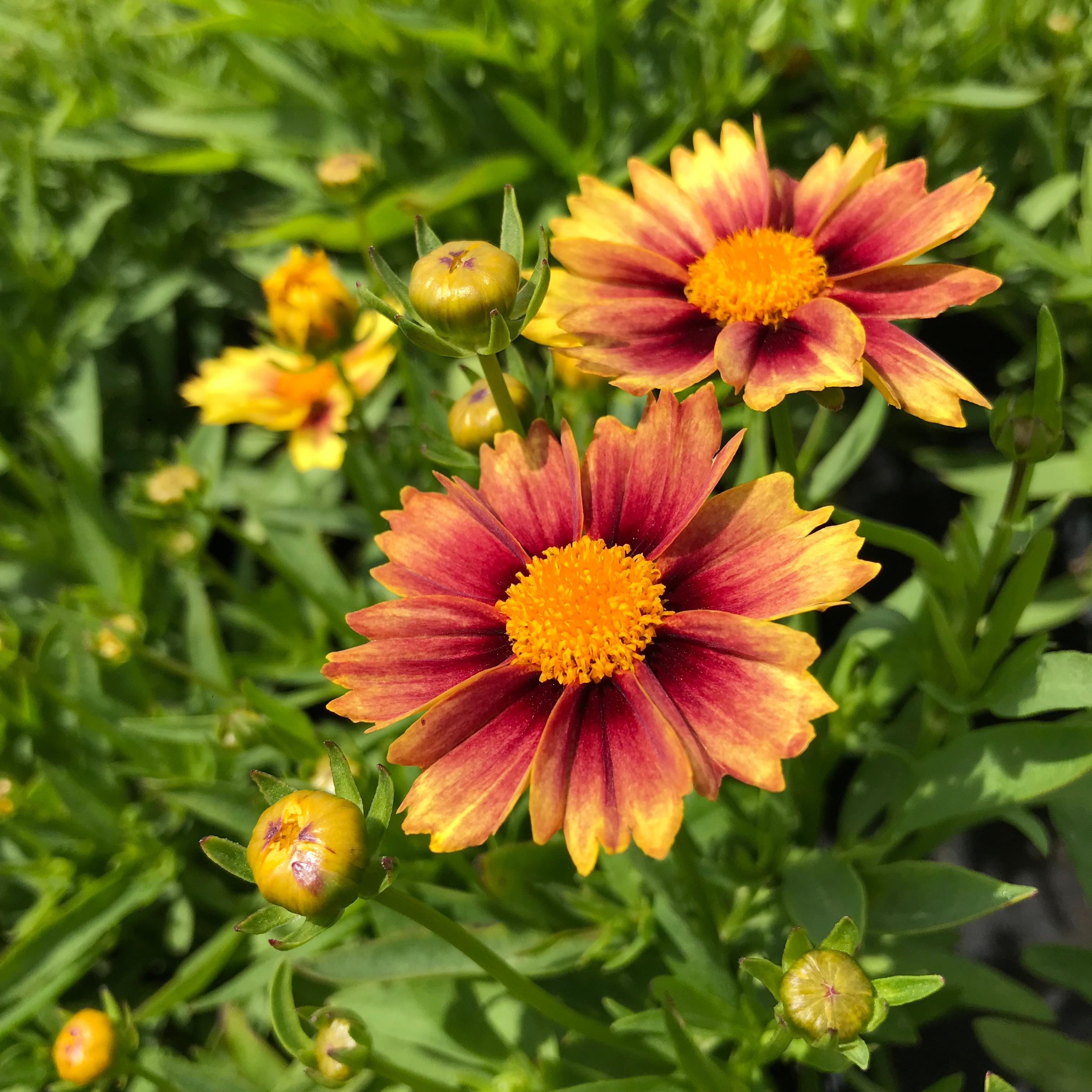 Li'l Bang 'Enchanted Eve' Coreopsis for Sale Online - The