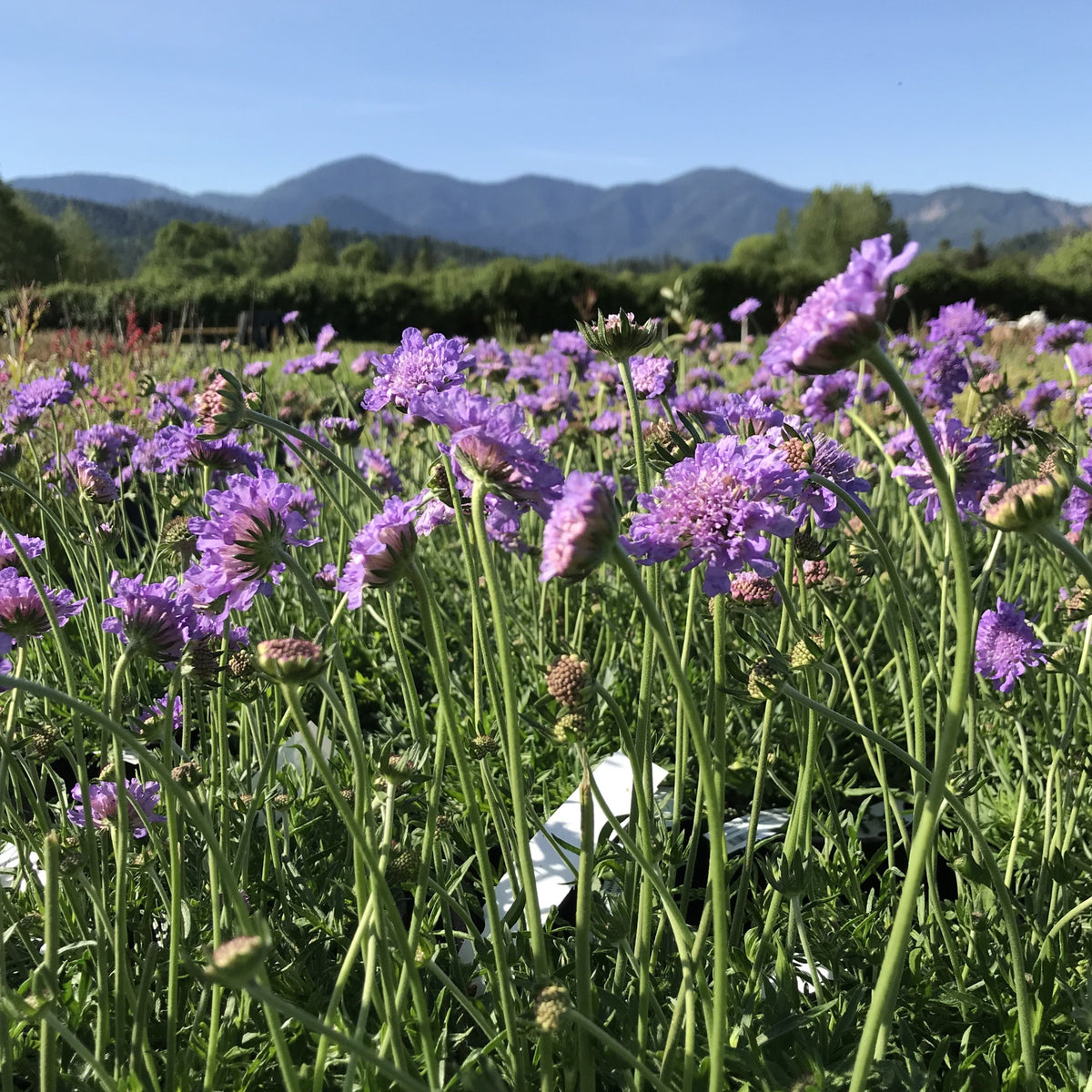 Butterfly Blue Pincushion Flower (Scabiosa)