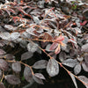 Loropetalum 'Daruma' Dwarf