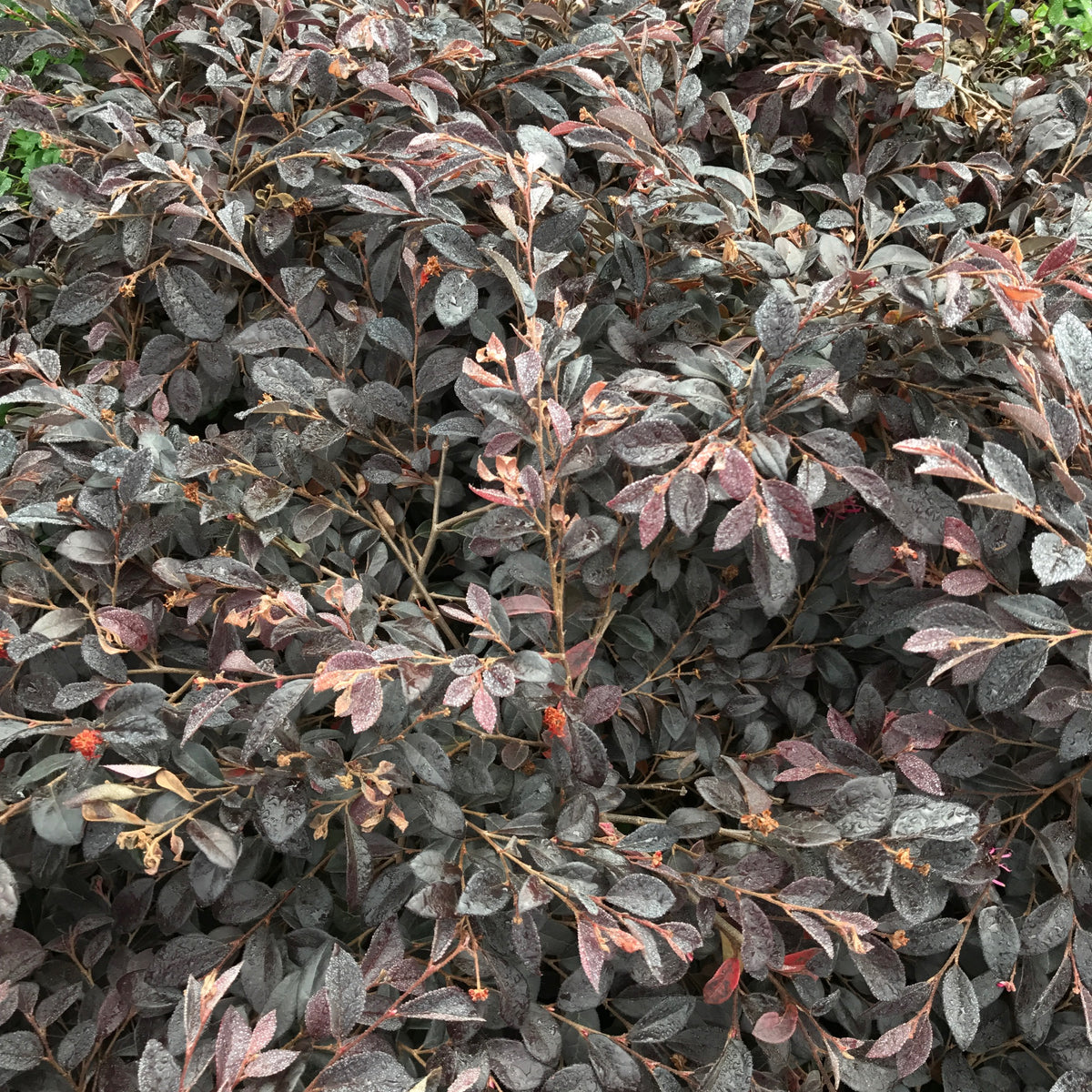 Loropetalum &#39;Daruma&#39; Dwarf