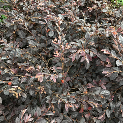 Loropetalum 'Daruma' Dwarf