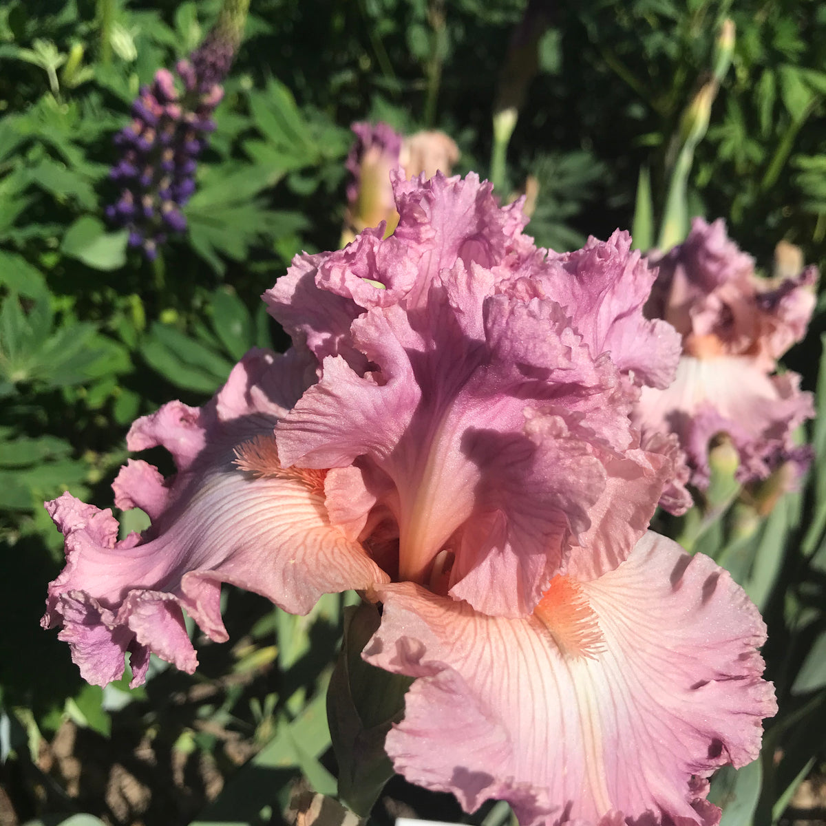 Iris Social Graces
