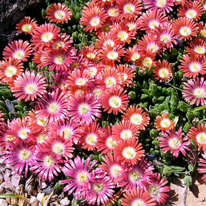 Red Mountain Ice Plant