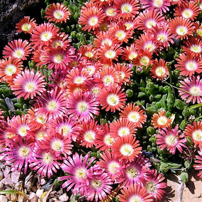 Red Mountain Ice Plant