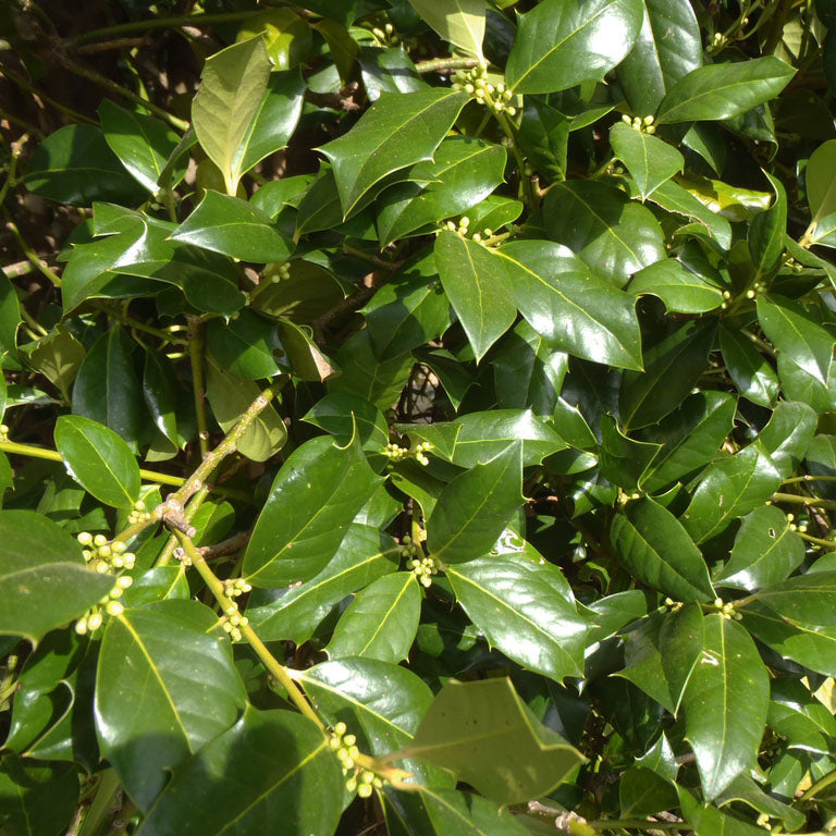 Nellie Stevens Holly