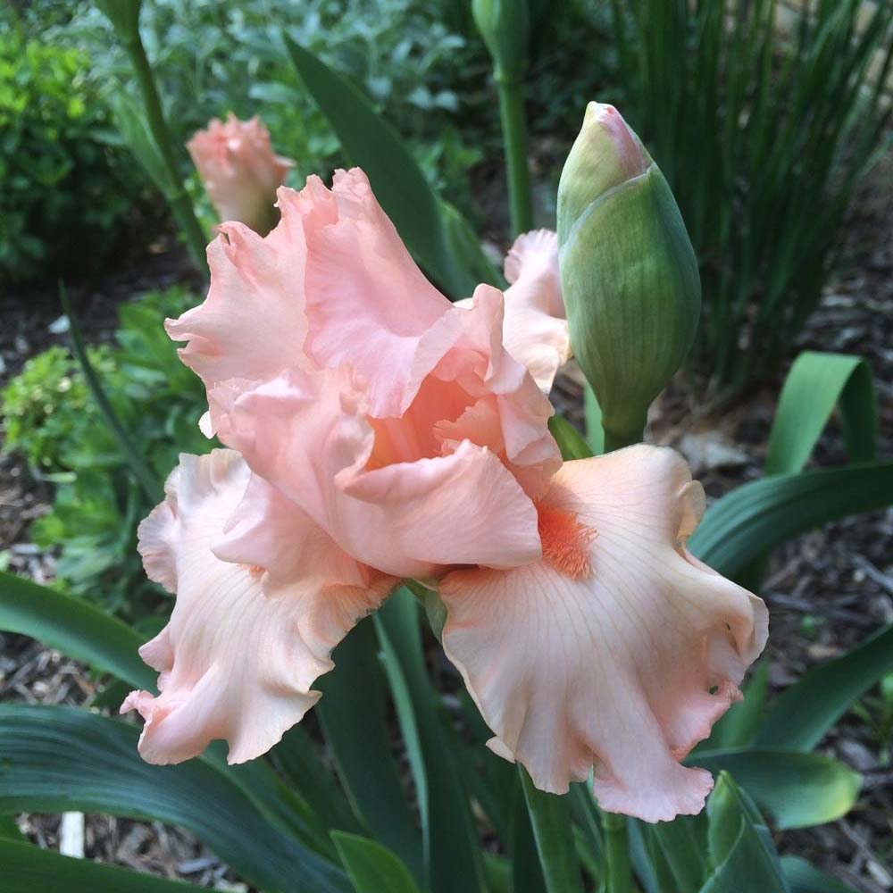 Iris ‘Beverly Sills’