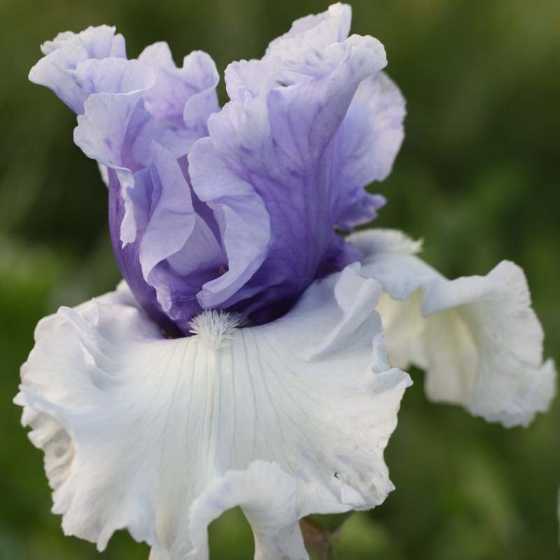 Iris ‘Wintry Sky’