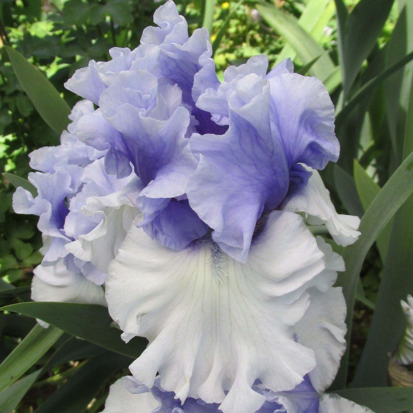 Iris ‘Wintry Sky’