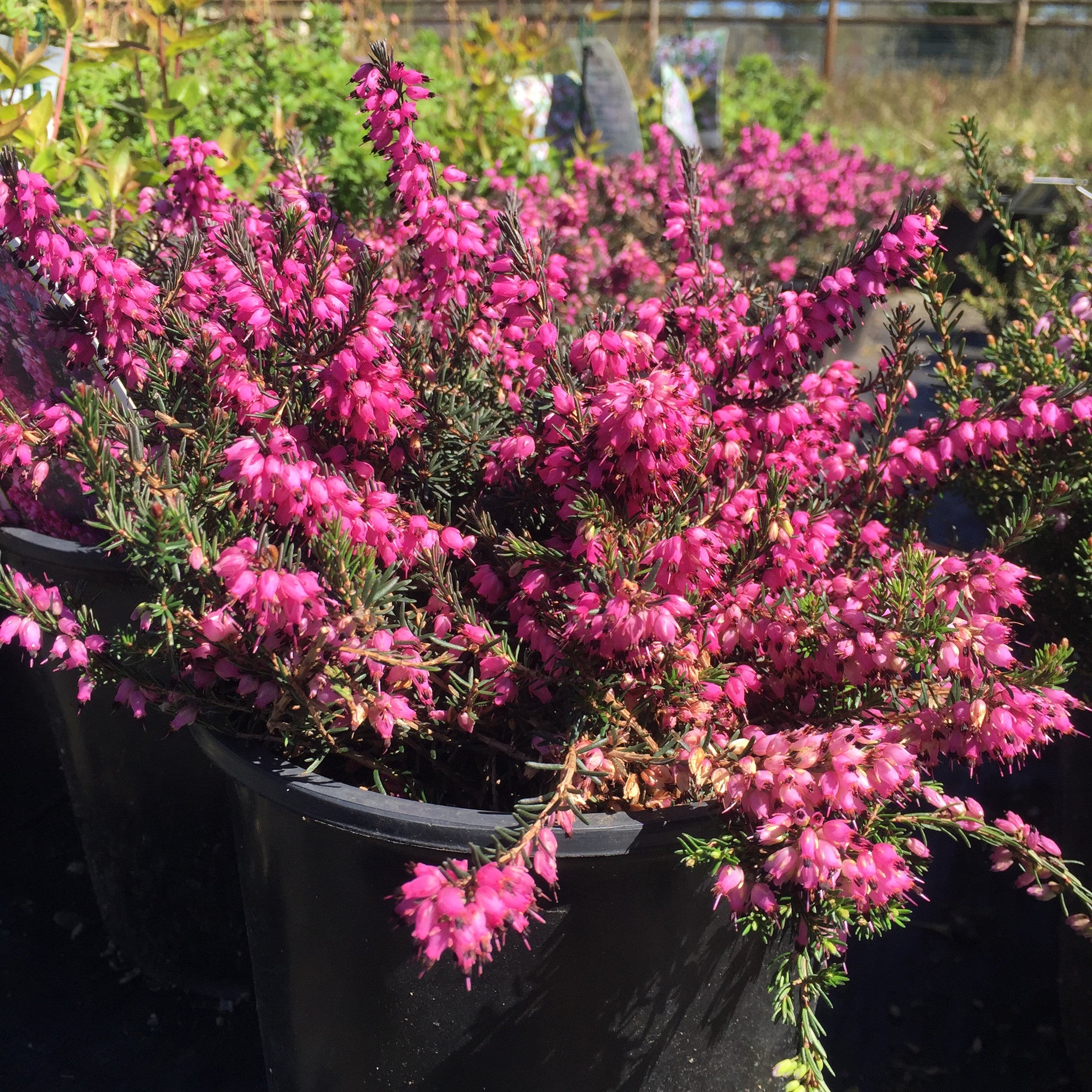 Heather 'Kramer's Red'