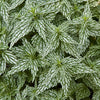 Yellow Archangel 'Hermans Pride'