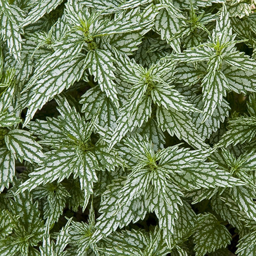 Yellow Archangel &#39;Hermans Pride&#39;