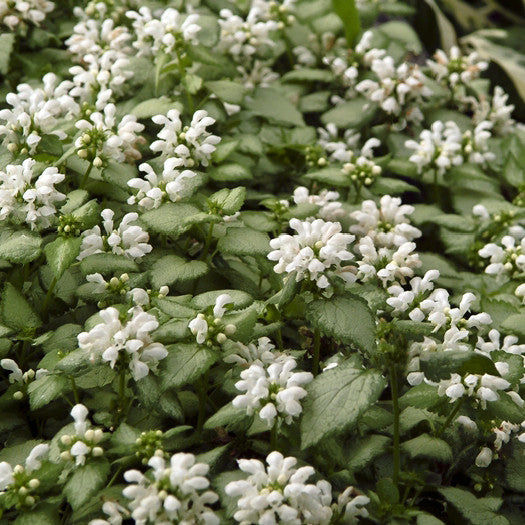 White Nancy Dead Nettle