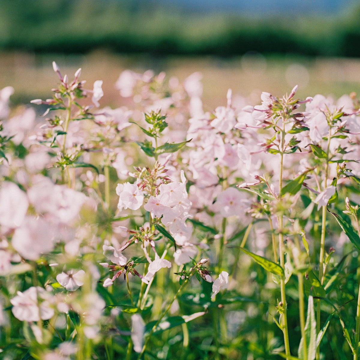 Phlox ‘Fashionably Early Crystal’