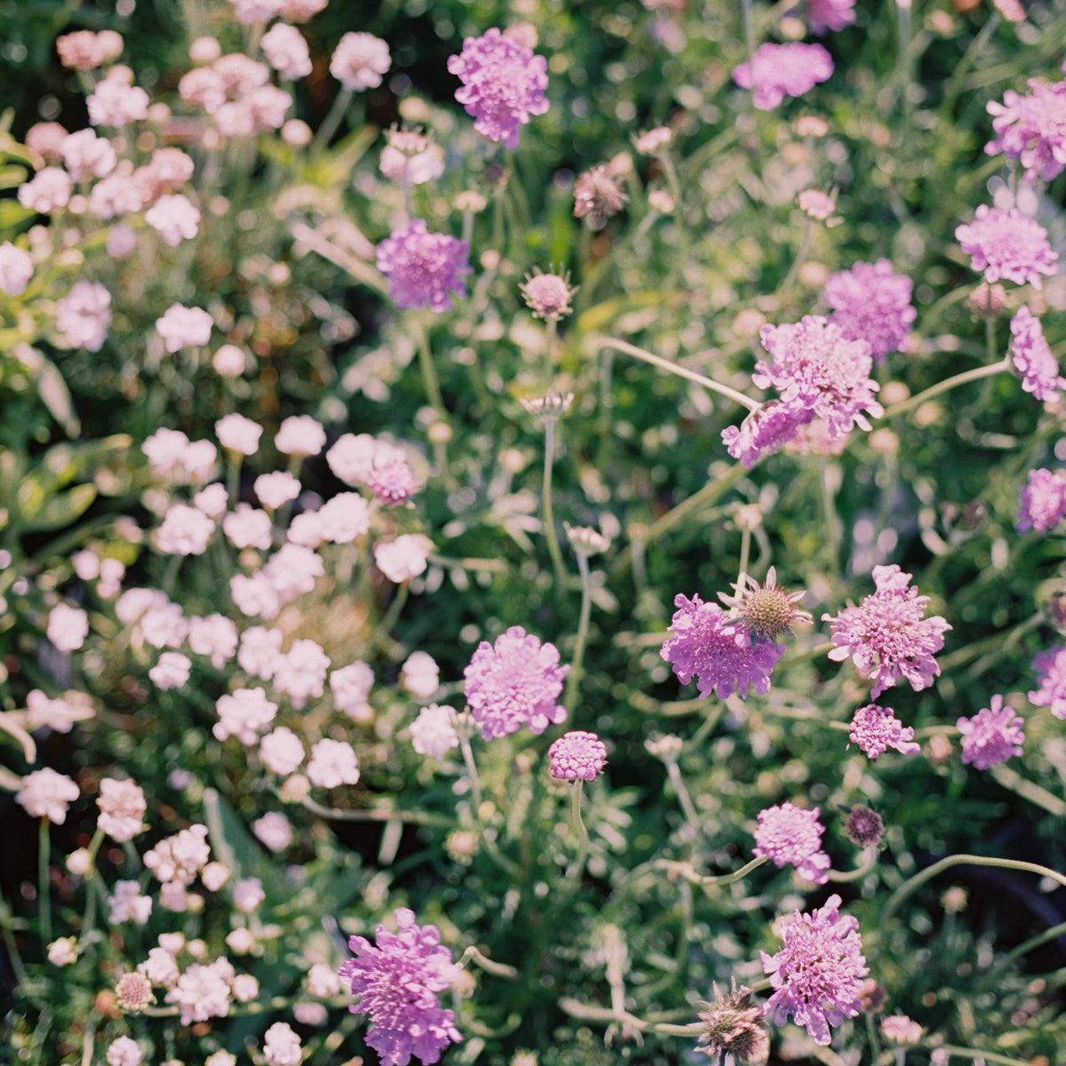 Butterfly Blue Pincushion Flower (Scabiosa)