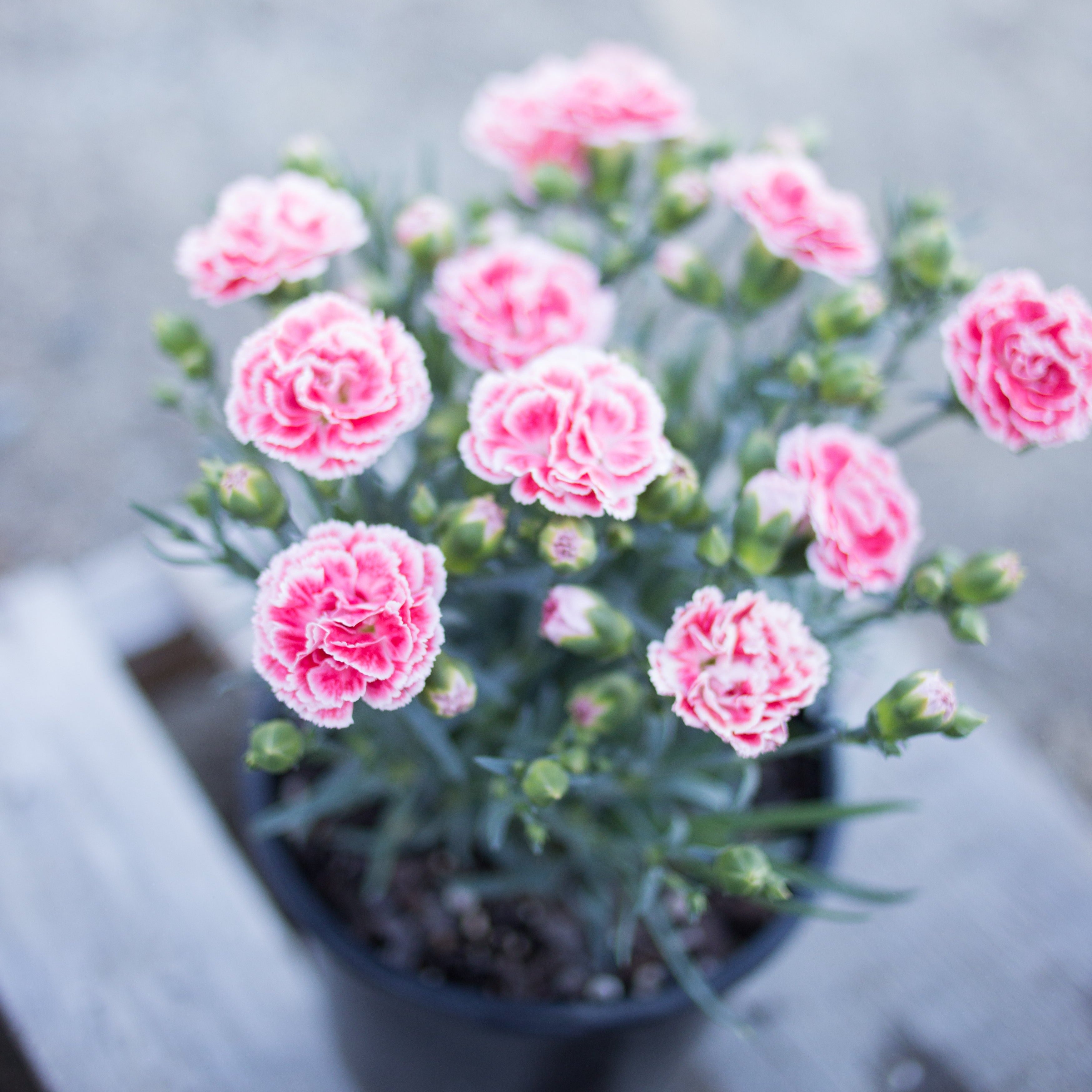 Scent First® Coral Reef Dianthus