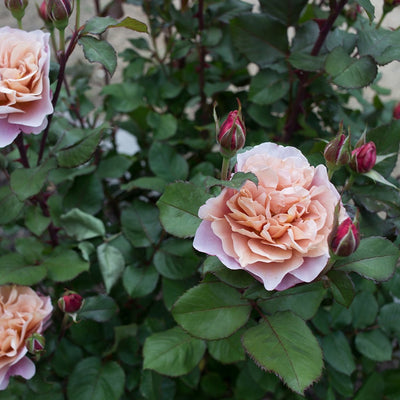 'Distant Drums' Rose (Bare Root)