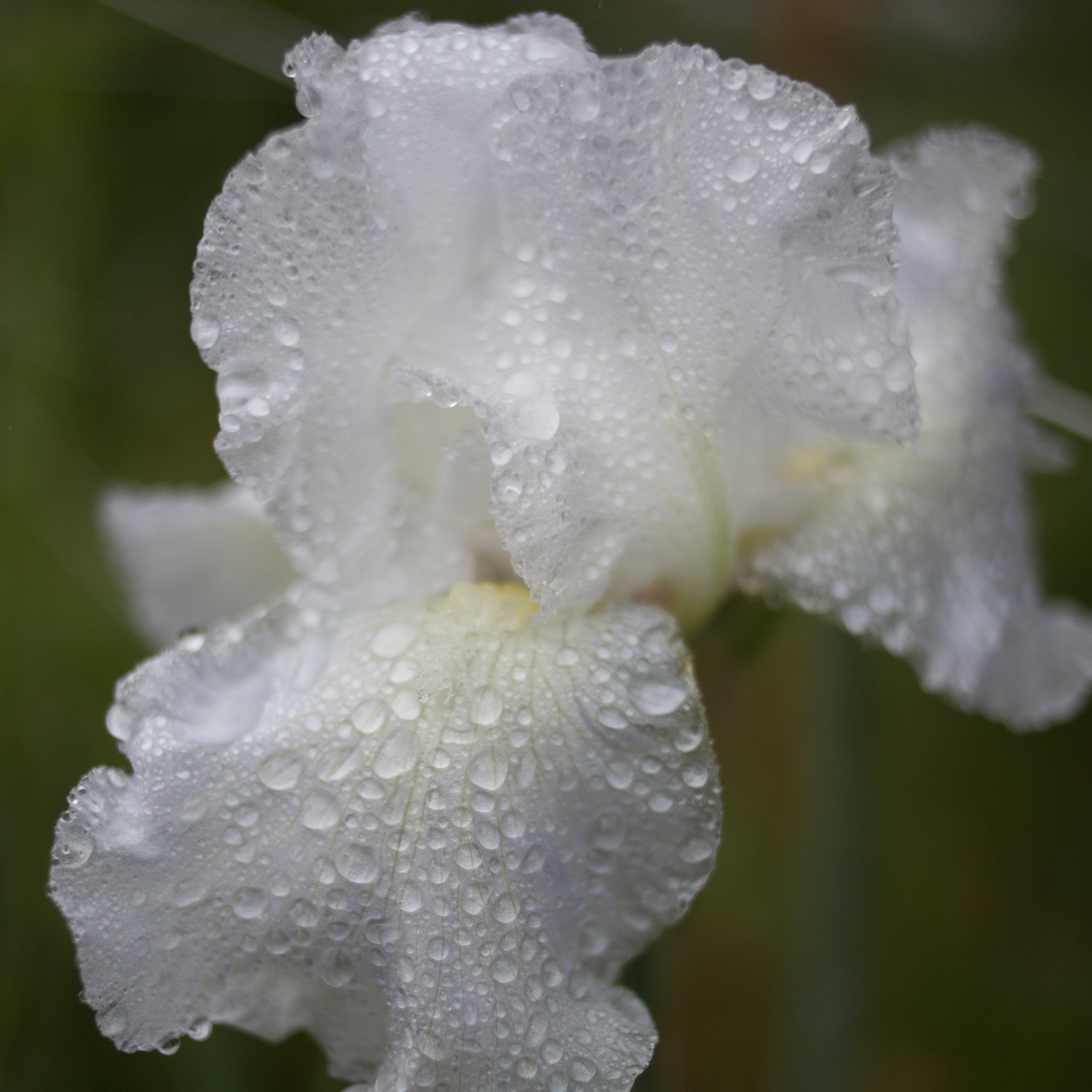 Iris ‘Immortality’