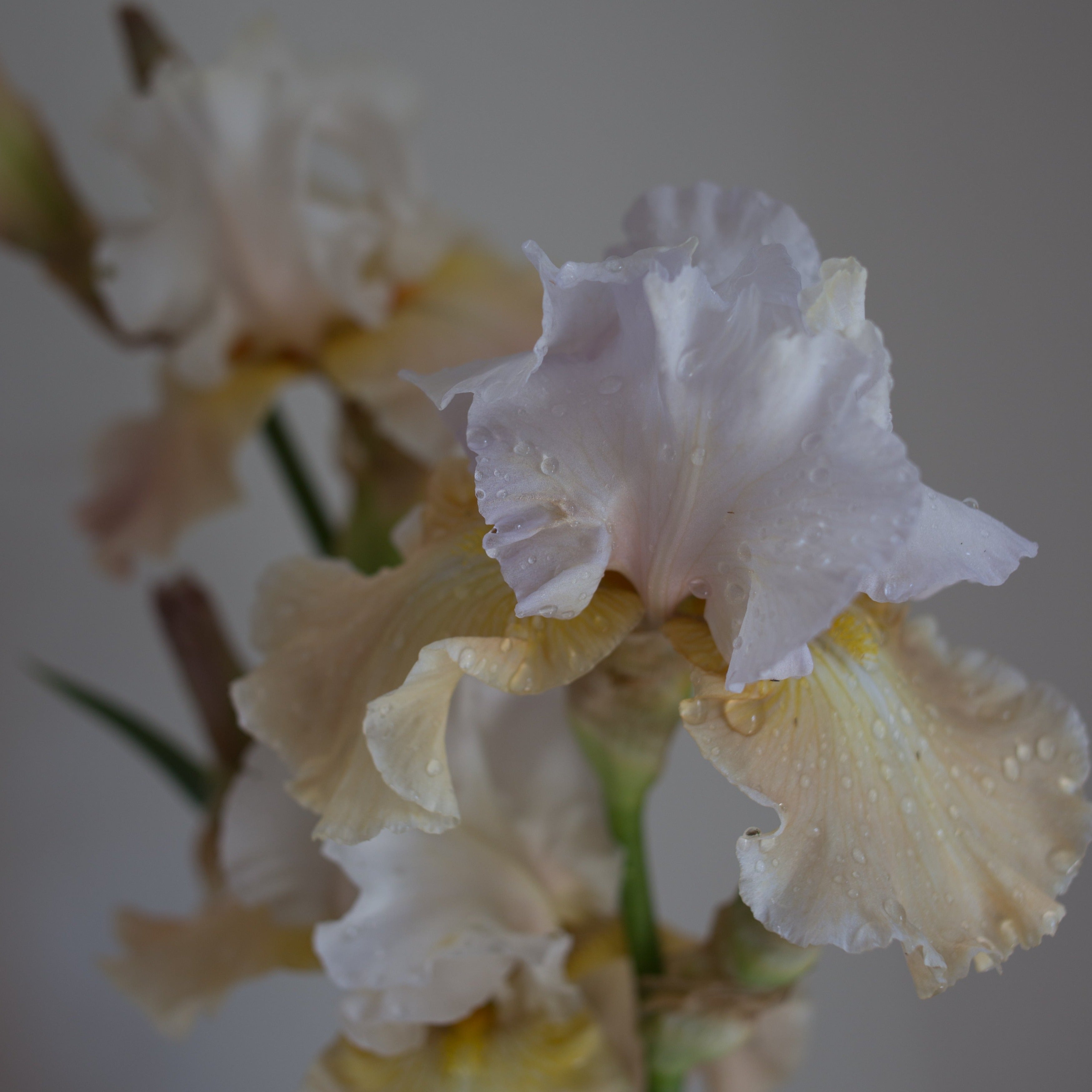 Bearded Iris 'Heaven and Earth'
