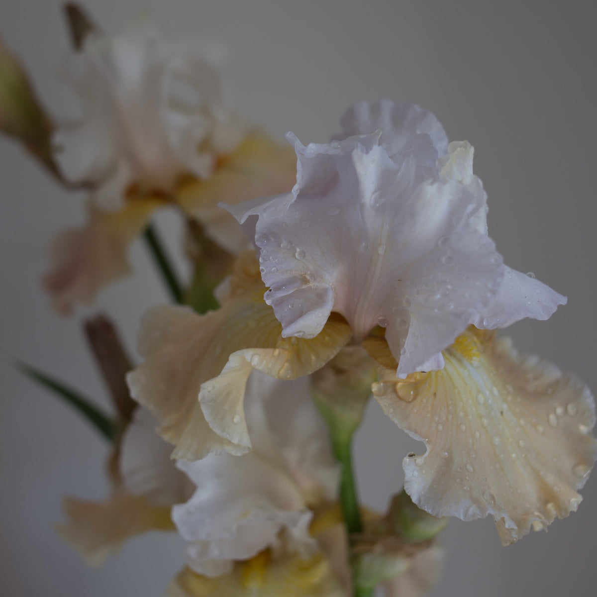 Bearded Iris &#39;Heaven and Earth&#39;